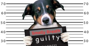 Dog holding a Smelly Breath guilty sign - Smelly Doggy Breath