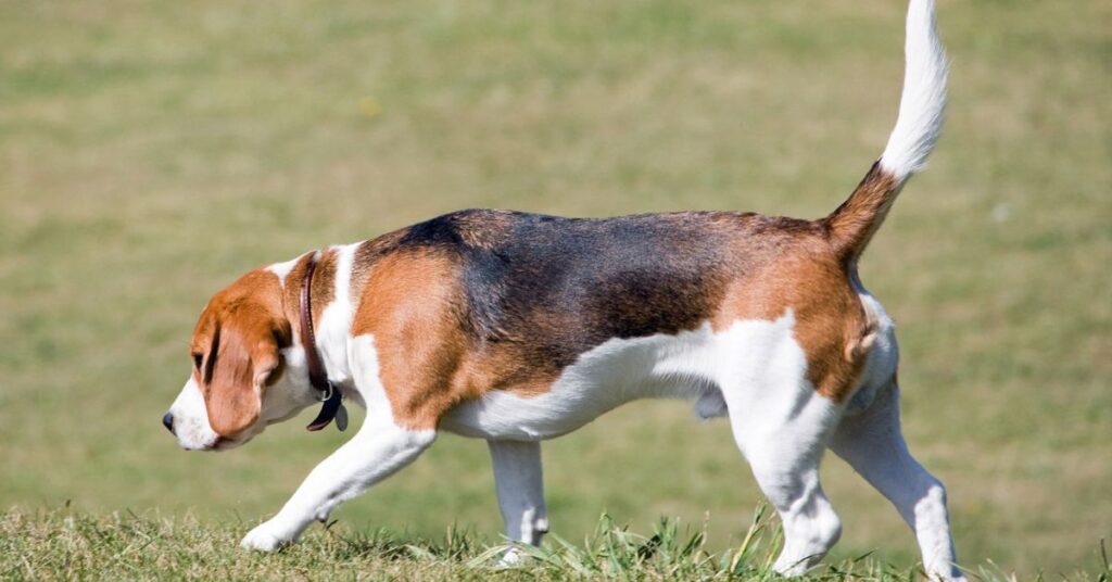 Beagle