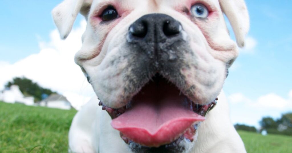 Dog Panting