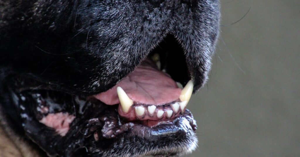 Dog with mouth open