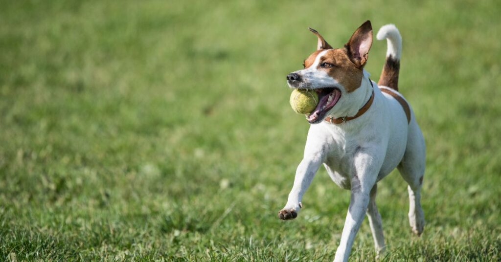Danish-Swedish Farmdog