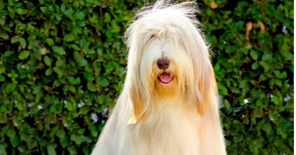 Bearded Collie