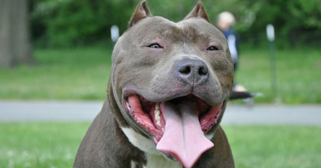 Dog with tongue out