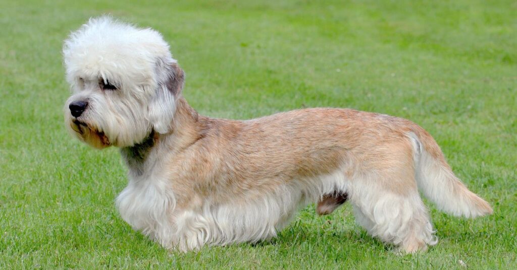 Dandie Dinmont Terrier