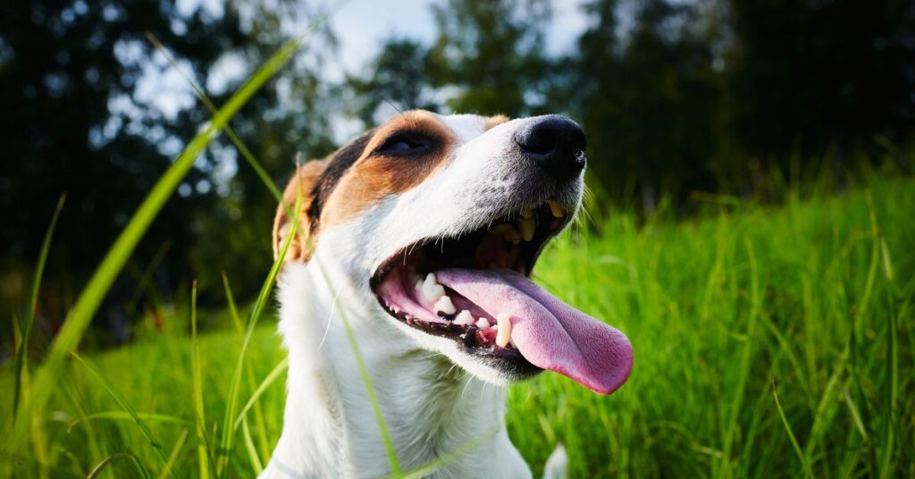 Dog with mouth open