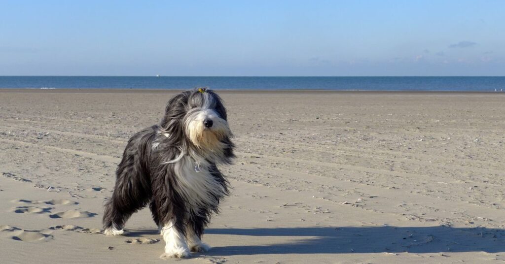 Bearded Collie