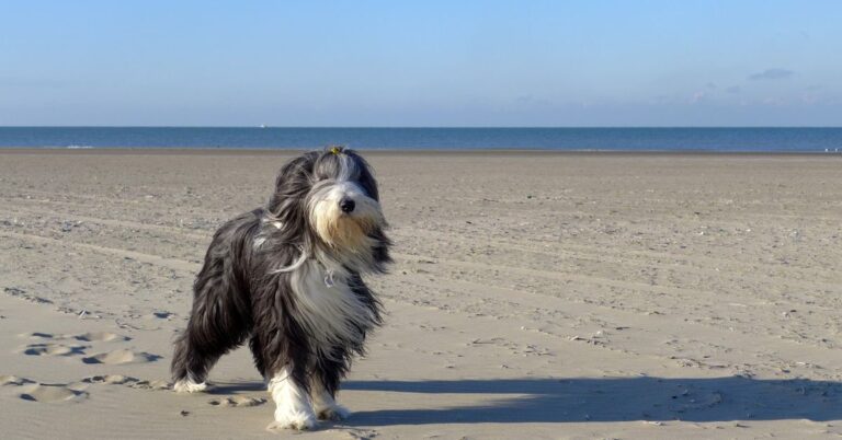 Bearded Collie: The Shaggy, Smart & Energetic Herding Dog