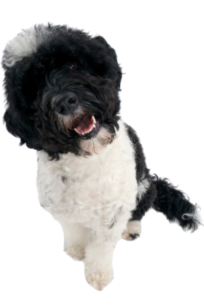Portuguese Water Dog