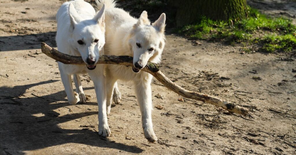 Canaan Dogs