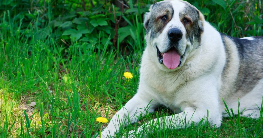 Central Asian Shepherd Dog