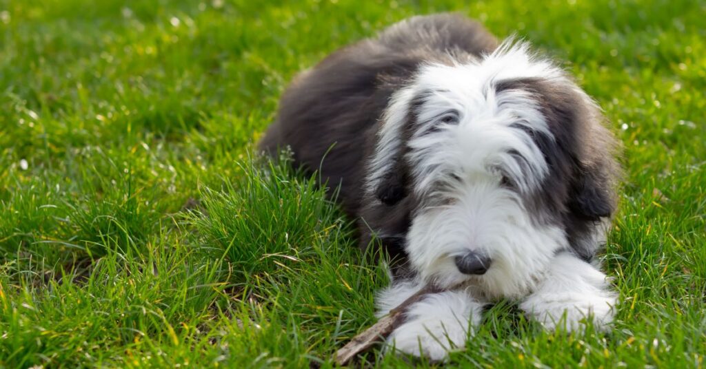 Bearded Collie Puppy