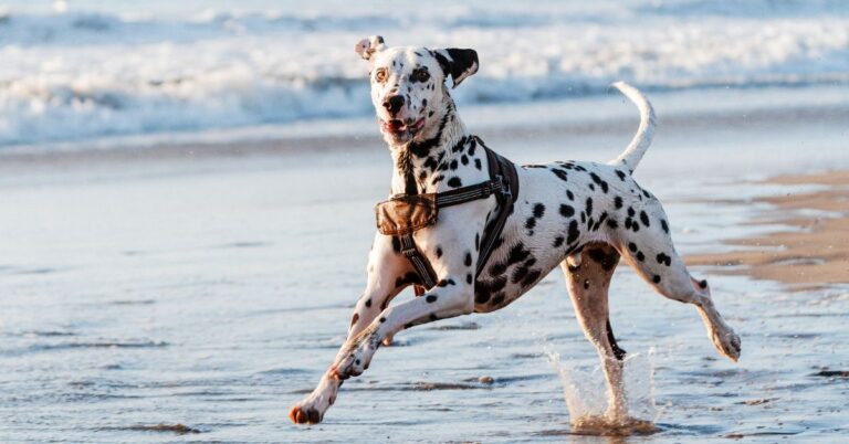Dalmatian: The Spotted, Energetic, and Loyal Family Dog