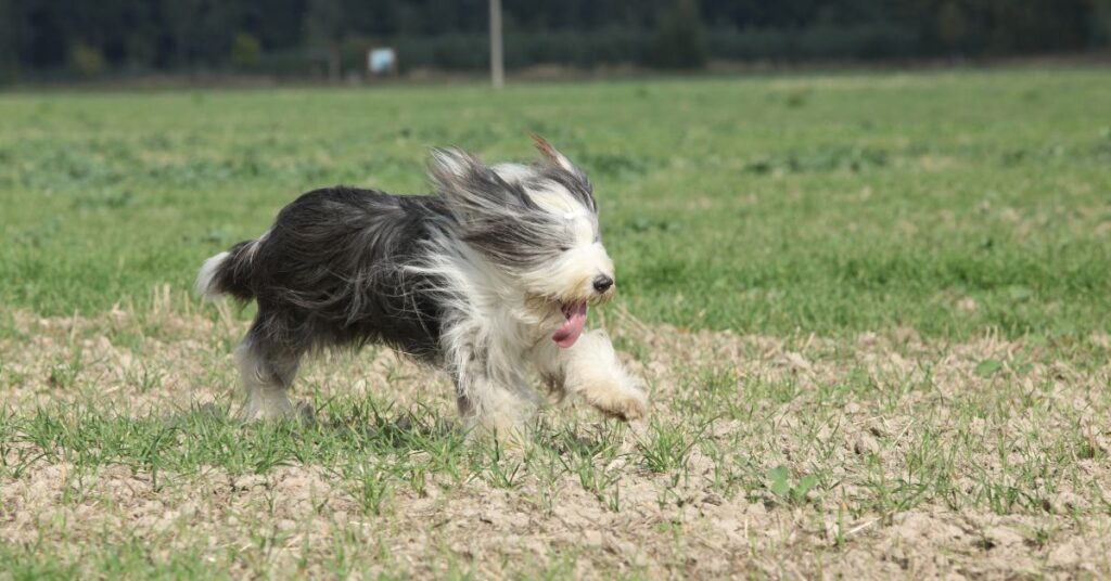Bearded Collie