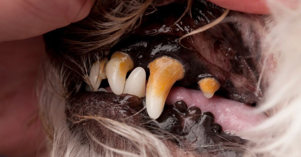 dog teeth with plaque