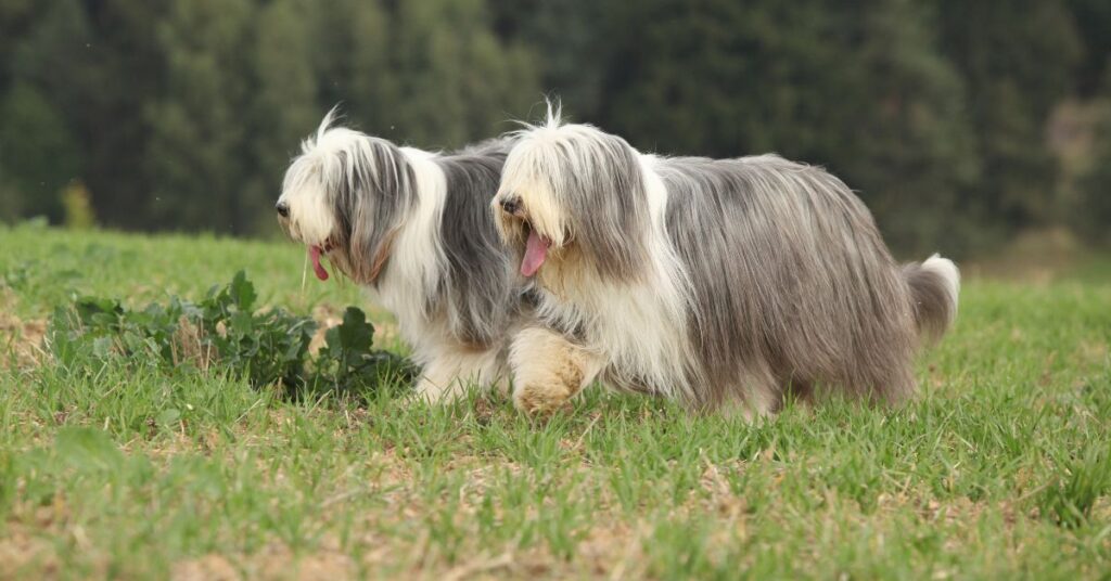 2 Bearded Collies