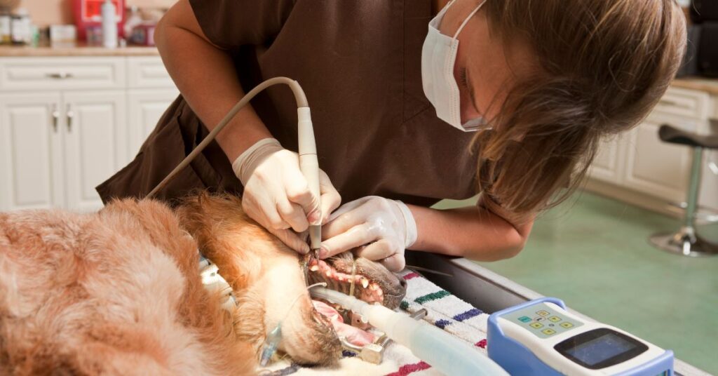 Vet doing professional cleaning on a dog's teeth