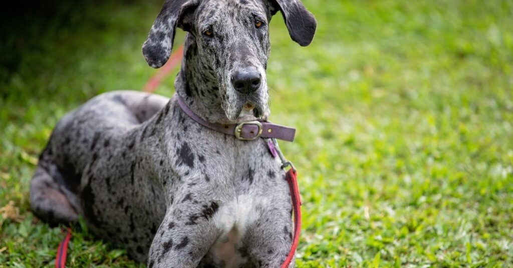 Great Dane