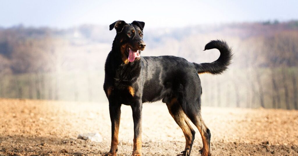 Beauceron