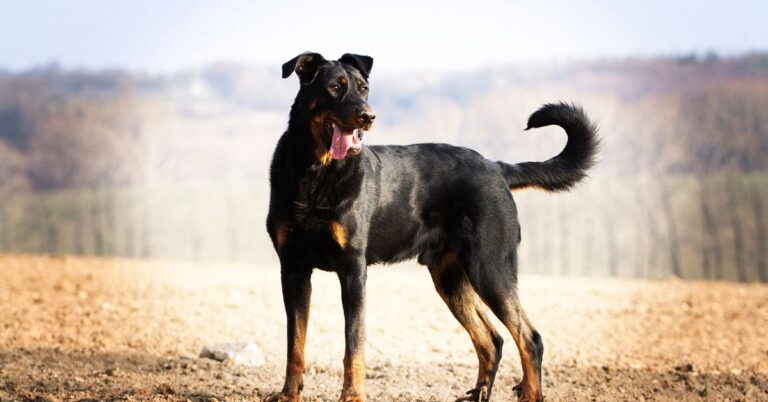 Beauceron: France’s Bold, Brilliant Herding Guardian