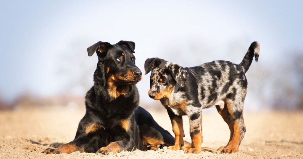 Beauceron adult and puppy