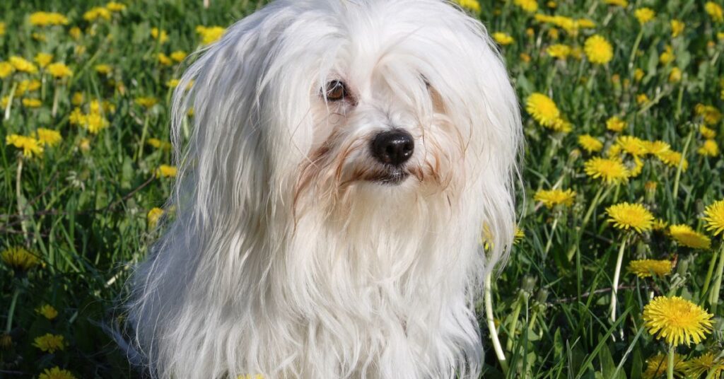 Coton de Tulear