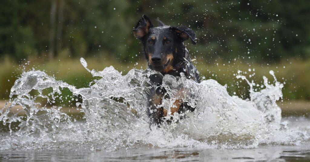 Beauceron