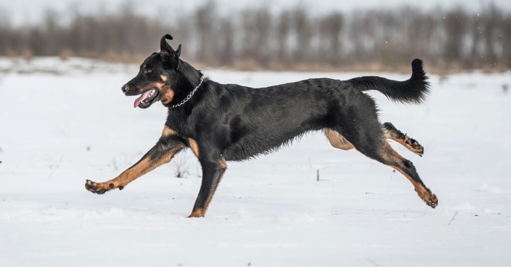 Beauceron