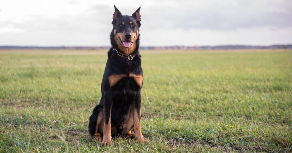 Beauceron