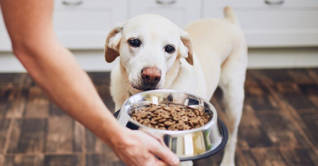 Lab getting a bowl of dog food