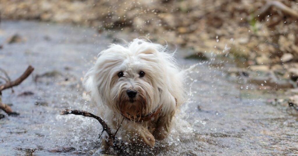 Coton de Tulear