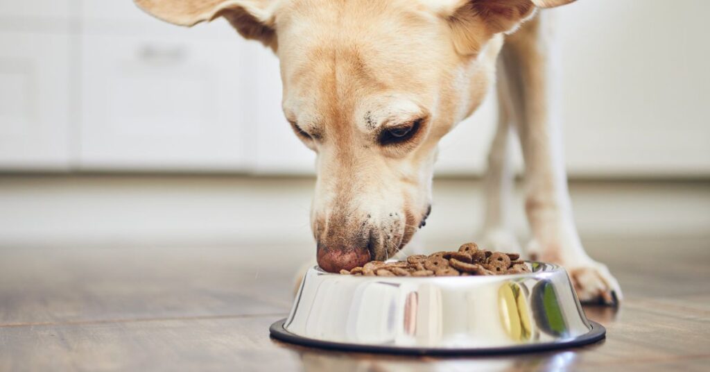 Dog eating dog food from a bowl