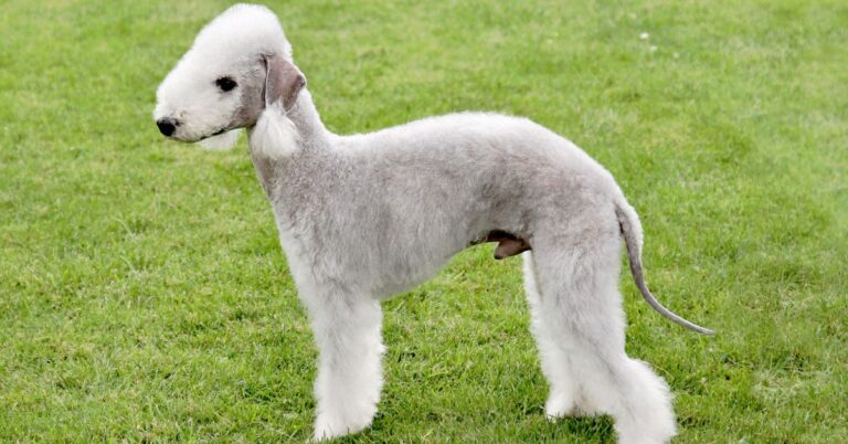 Bedlington Terrier: The Lamb-Like Dog with a Terrific Attitude