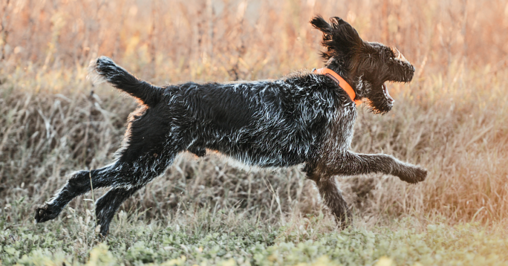 German Wirehaired Pointer