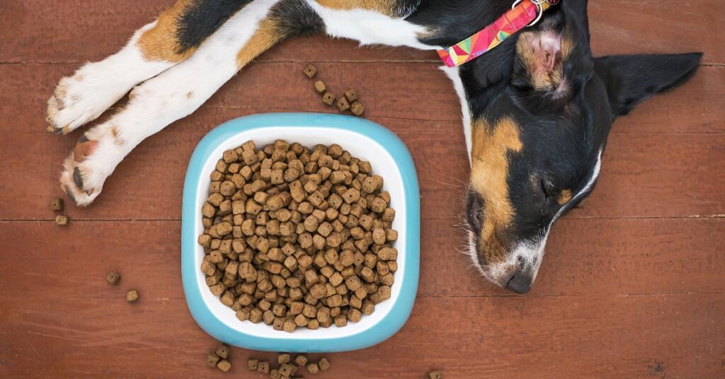 Dog laying beside a full bowl of dog food