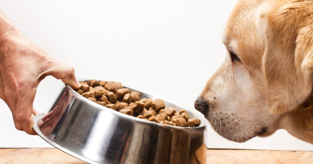 Dog sniffing bowl of dog food