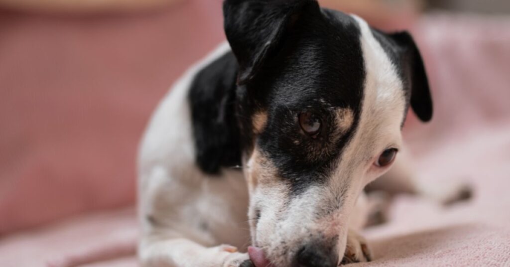 Dog licking it's paw