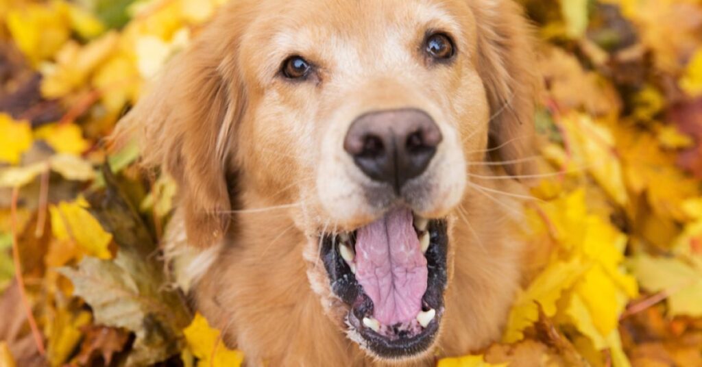 Golden Retriever in fall leaves sneezing due to dog allergies