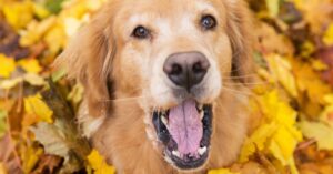 Golden Retriever in fall leaves sneezing due to dog allergies