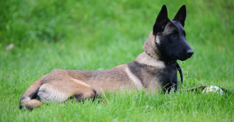 Belgian Malinois: Smart, Loyal & Built for Action