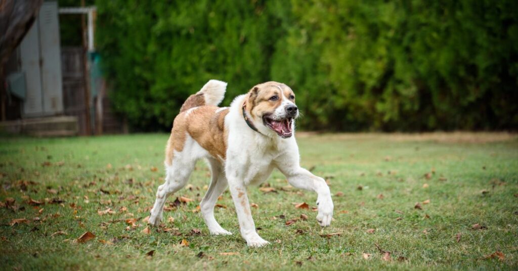 Central Asian Shepherd Dog