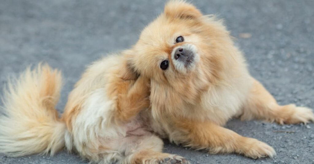 Pom scratching it's ear due to Fall Allergies in Dogs