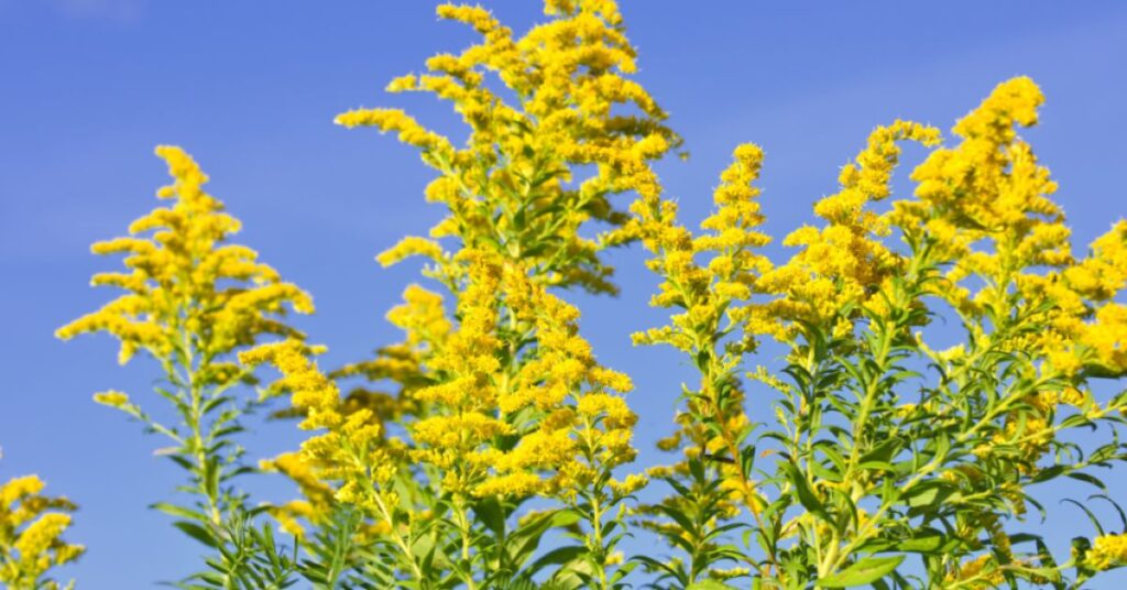 Ragweed