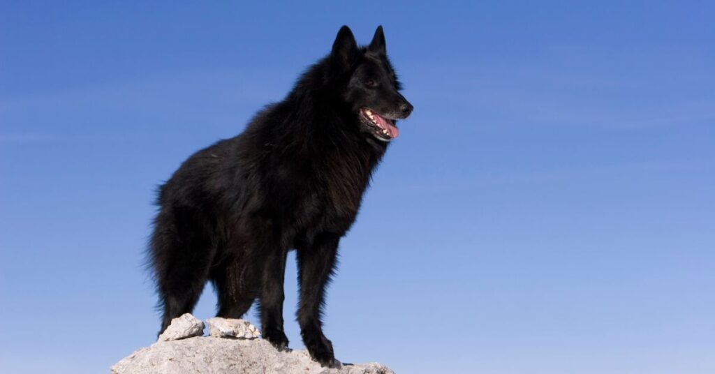 Belgian Sheepdog