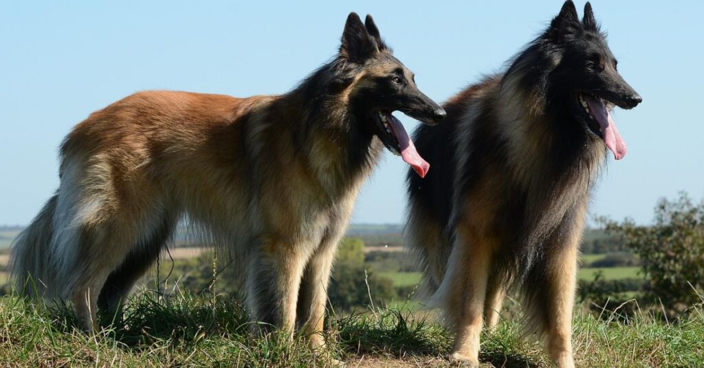 2 Belgian Tervurens