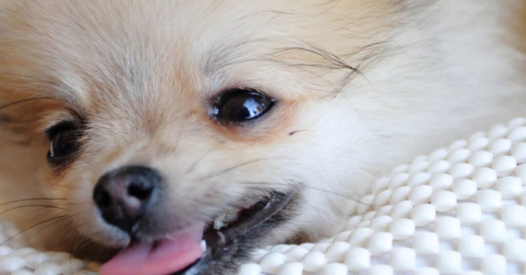 Pom having trouble breathing