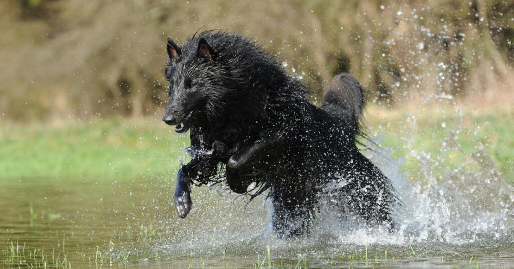 Belgian Sheepdog