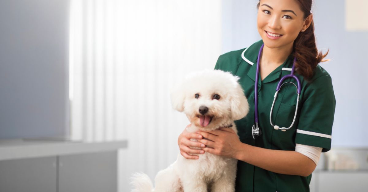 Small dog at vet's office with tracheal collapse