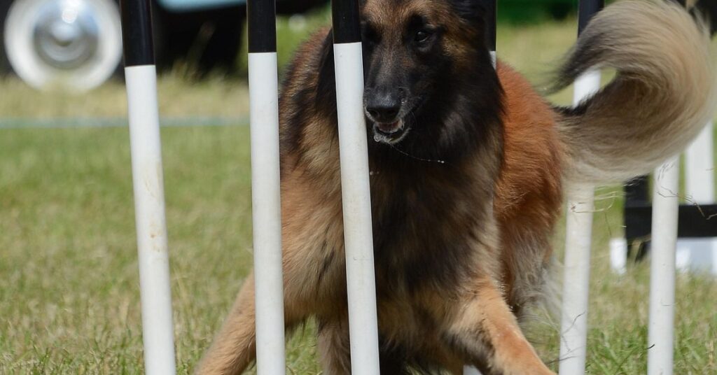 Belgian Tervuren