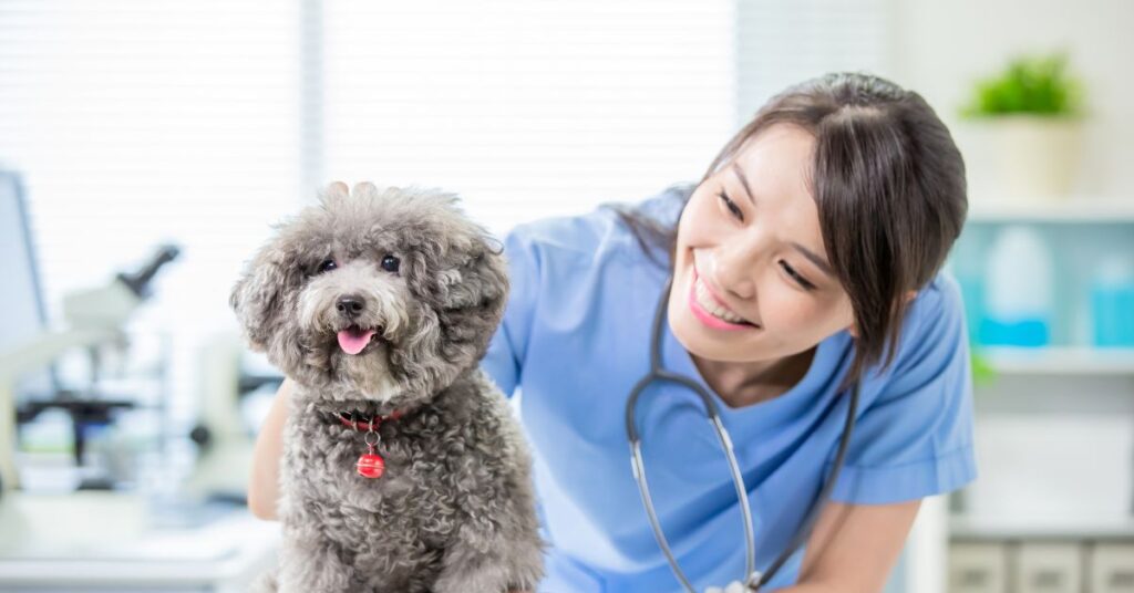 Vet visit for poodle with tracheal collapse