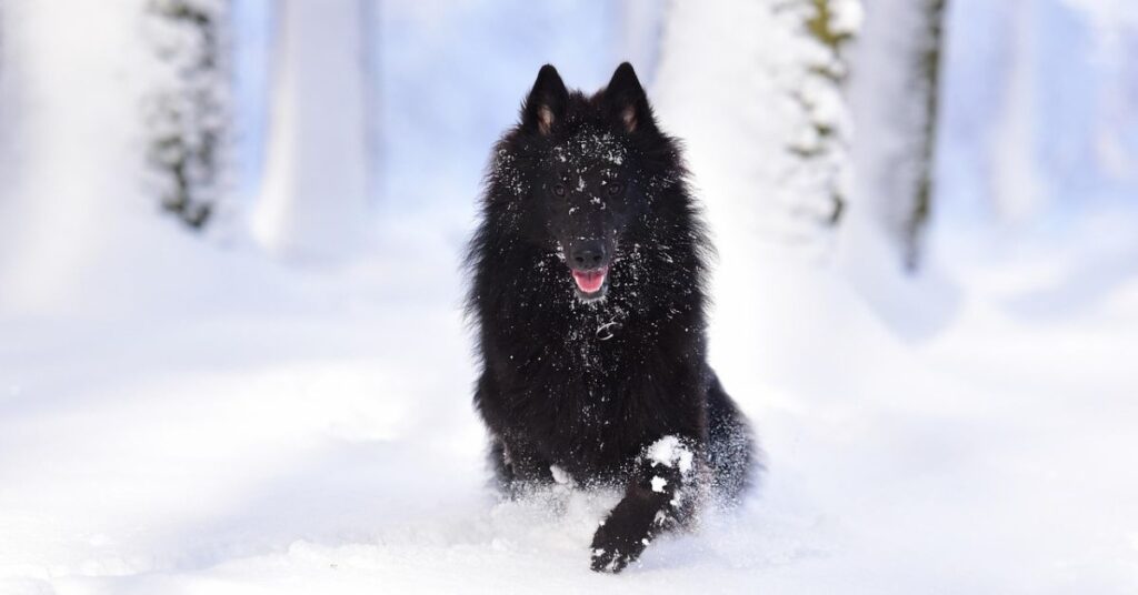 Belgian Sheepdog